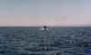 baleine1.jpg (24410 octets)