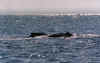 baleine2.jpg (36422 octets)