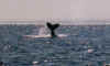 baleine3.jpg (12686 octets)