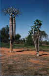 baobab1.jpg (49811 octets)