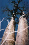 baobab2.jpg (62014 octets)