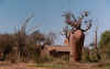 baobab3.jpg (33013 octets)